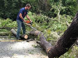 How Our Tree Care Process Works  in  Monticello, FL